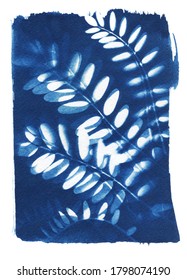 sun-printing or cyanotype process. Some leafs like lavender, petals, flowers, fern, lying on a watercolour paper covered with a special photosensitive liquid. 