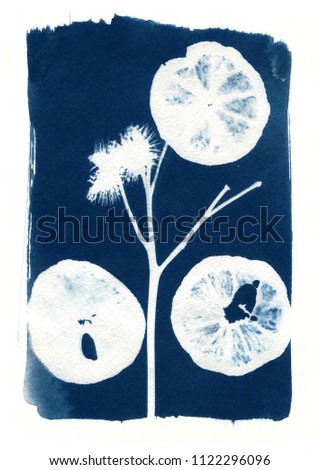 sun-printing or cyanotype process. Some leafs like lavender, petals, flowers, fern, lying on a watercolour paper covered with a special photosensitive liquid.