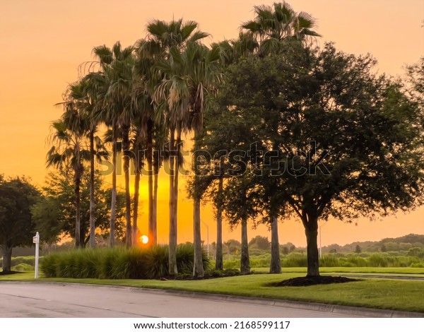 Sunrise in a stand of palm trees along a\
suburban parkway on a calm summer morning in southwest Florida.\
Light digital oil-painting effect, 3D\
rendering.