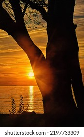 Sunrise Through Tree Branches, Chesapeake Bay Shoreline, Illustration 