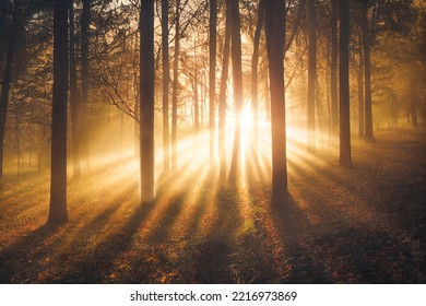 The sun's rays shine through the tree trunks in the forest. Summer background as a concept of the purity of nature. 3d rendering