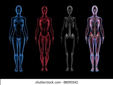 Super high resolution 3D render of female anatomy. Three part break away views. First section is the skin, second is muscle, third section is skeleton. Forth is a composite of all three layers.