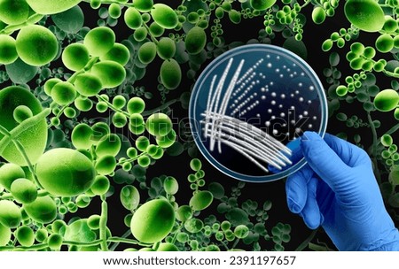 Superbug Fungus microbiology as Deadly Fungal concept as a microbe threat and mucormycosis as Candida auris fungi as a Mycology as a scientist holding a petri dish with 3D render elements. Сток-фото © 