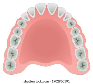 The superior (maxillary or upper) dental arch is a little larger than the inferior (mandibular or lower) arch, so that in the normal condition the teeth in the maxilla (upper jaw) slightly overlap