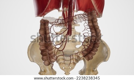 Superior Mesenteric Artery and Its Branches.3d rendering