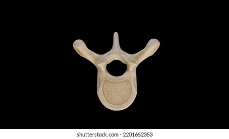 Superior View Of Fifth Thoracic Vertebra (T5),3D Rendering