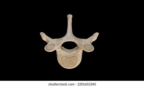 Superior View Of First Thoracic Vertebra (T1),3D Rendering