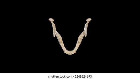 Superior view of Mandible.3d rendering