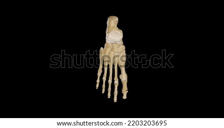 Superior view of Right Foot,3D rendering