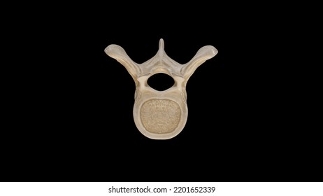 Superior View Of Sixth Thoracic Vertebra (T6),3D Rendering