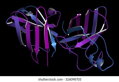 Superoxiddismutase 1 (SOD1) Enzym. Konvertiert Superoxid radikal in Wasserstoffperoxid. Genmutationen verursachen ALS (amyotrophe Lateralsklerose).  Cartoon Repräsentation. N-C Farbverlauf-Färbung.