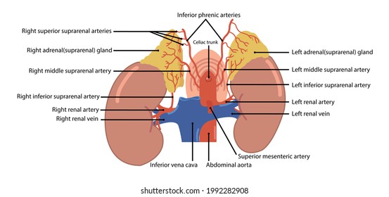 Ilustrasi Stok Suprarenal Gland Renal Artery Vein Situ 1992282908 ...