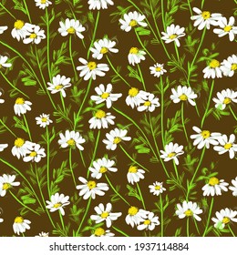 Surface pattern design with blooming chamomile flowers