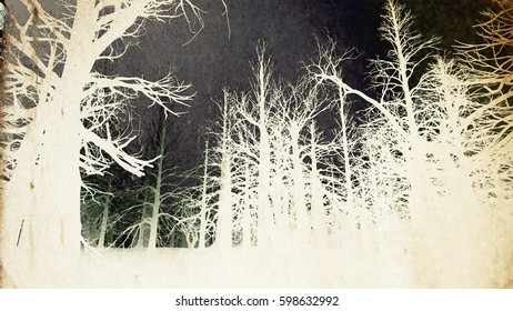 Surrealistic Misty Woods Dead Forest 3D Illustration