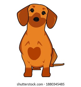 Suspicious Body Language Brown Dachshund Flat Stock Illustration 1880345485