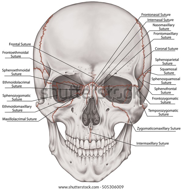 Sutures Joints Bones Cranium Head Skull Stock Illustration 505306009