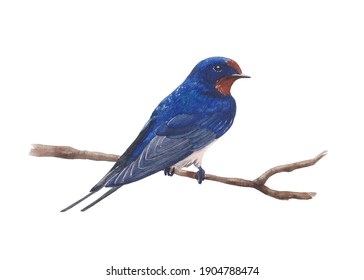 Swallow bird sitting on a branch isolated on white watercolor hand drawn illustration blue tail ornithology martlet wing