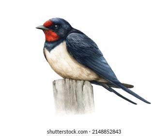 Swallow bird watercolor illustration. Hand drawn barn swallow on a stump. Small common bird realistic image. Wildlife avian on white background