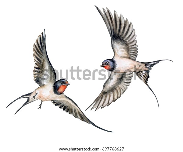 Illustration De Stock De Avaler Oiseaux En Vol Isolés Sur