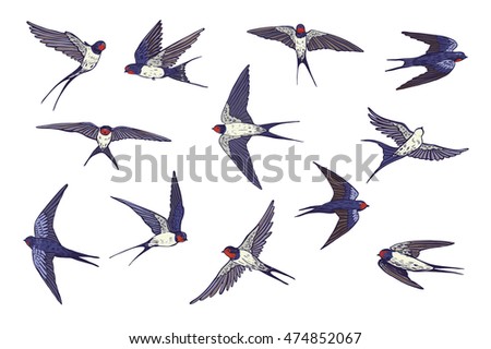 Similar – Image, Stock Photo Swallow. Set of swallows. Portrait of a flying swallow in front of a blue background. Bird on a branch of a tree. Bird photographs. Nature concept.