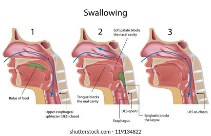 Swallowing process