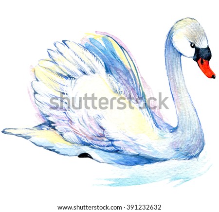 Swan watercolor illustration