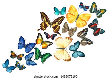 Swarm Butterflies Nature Design On Isolated Stock Illustration