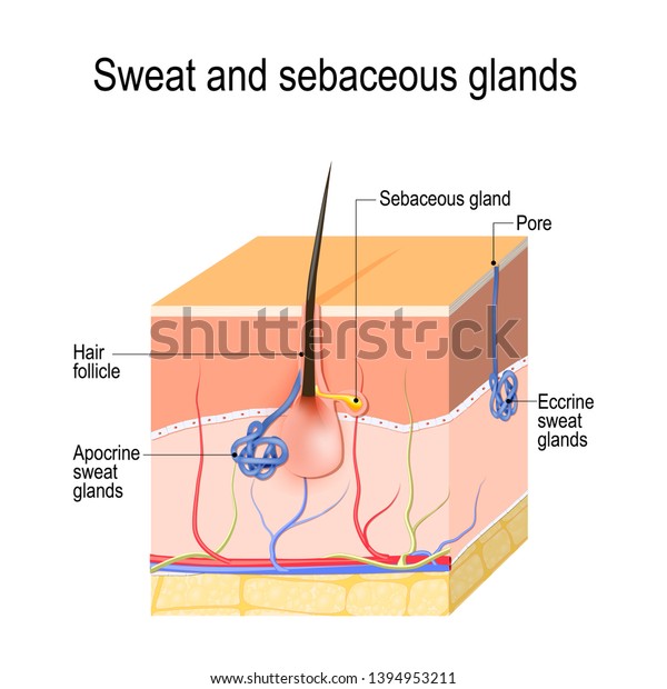 Sweat glands (apocrine, eccrine) and sebaceous gland.\
Cross section of the Human skin with hair follicle, blood vessels\
and glands. diagram for educational, medical, biological, and\
scientific use
