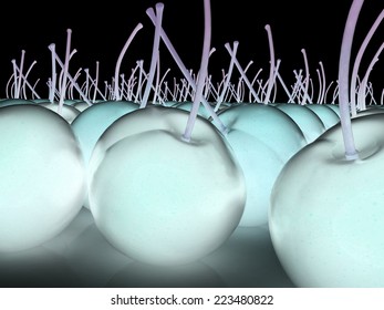 Sweet cherries background
