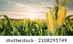 Sweet corn seeds and green leaves at Corn field in 3D illustration background. of free space for your texts and branding.