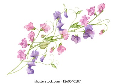 Sweet pea blossoms bouquet on a white background. Isolated sweet pea blossoms set. Floral pattern elements and blossoms. Tender cute flowers.