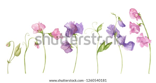 白い背景に甘いエンドウの花 スイートピーの花セット 花柄と花 かわいい花 のイラスト素材