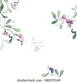 Sweet Pea Flower Watercolor Illustration Card Stock Illustration ...