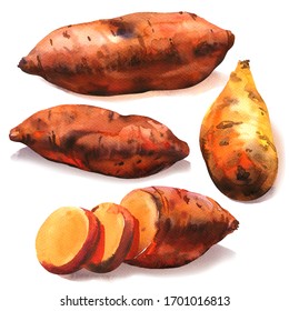 Sweet potato root, batata, whole with slices, organic food, vegetable, isolated, close-up, hand drawn watercolor illustration on white background - Powered by Shutterstock