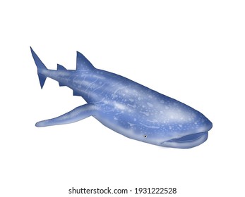 Swimming Whale Shark On White 