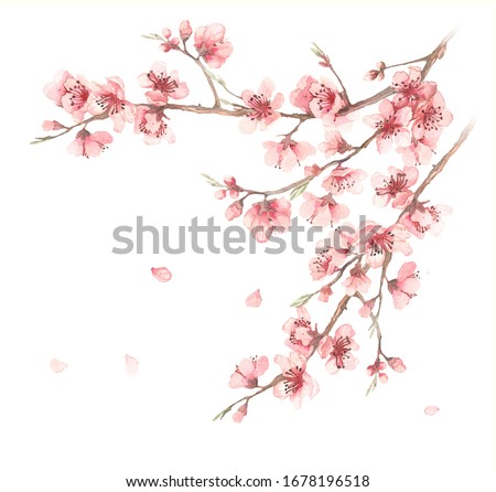 Symbol of spring. Watercolor illustration of cherry blossom branches on a white background. Flower design for natural cosmetics, perfumes, women's goods , postcards, wedding invitations, spring banner