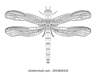 Symmetrical Dragonfly Black White Tattoo Sketch Stock Illustration ...