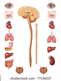 Sympathetic & Parasympathetic Nervous System