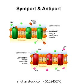 Symport And Antiport - Are An Integral Membrane Protein. Cell Membrane Transport System. How It Works