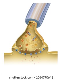 Synaptic Transmission. Structure Of A Typical Chemical Synapse