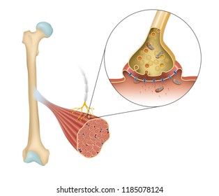 Synaptic Transmission. Structure Of A Typical Chemical Synapse. 