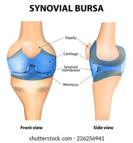 Synovial Joint. Human Anatomy.