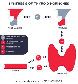 1,725 Thyroxin Images, Stock Photos & Vectors | Shutterstock