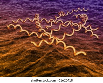 Syphilis Bacteria