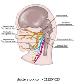 The system of pharyngeal or branchial arches afte Sadler and Drews, definitive arrangement of the future cranial nerves V, VII, IX, X, embryonic development, derivates of the pharyngeal arshes