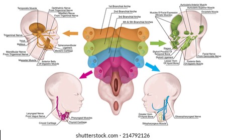 The system of pharyngeal or branchial arches afte Sadler and Drews, anlage of the embryonic pharyngeal arches with the associated nerves, muscles, skeletal derivatives, embryonic development