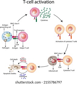 T Cell Activation Diagram, Helper T Cell And Cytotoxic T Cell Illustration. Adaptive Immune System