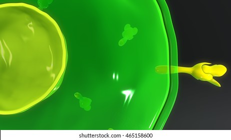 T Helper Cell 3d Illustration 