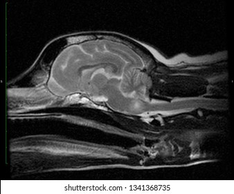 T2 Weighted Sagittal Plane MRI Image Of A Dog With A Brainstem Tumor Lesion