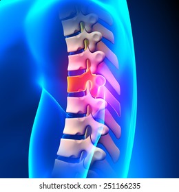 T6 Disc Thoracic Spine Anatomy Stock Illustration 251166235 | Shutterstock